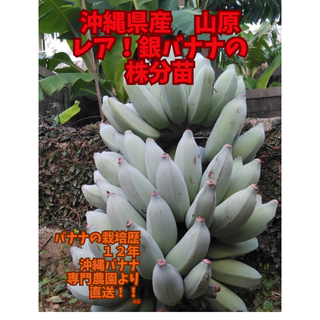 沖縄本島北部産　希少、絶品果実の「銀バナナ」の小苗！(フルーツ)