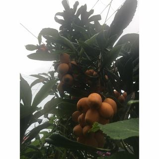 びわ　無農薬果実(フルーツ)