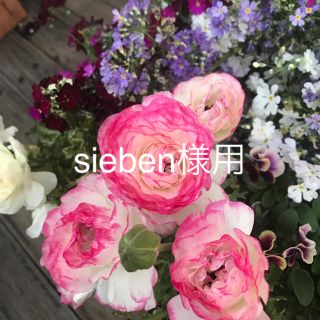 sieben様用(その他)