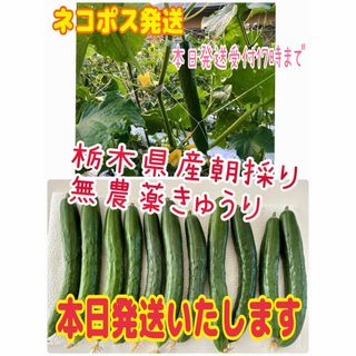 本日6/24 朝採り新鮮！農薬不使用きゅうり1(野菜)