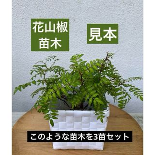 希少　花山椒の苗木 健康な根付き 3苗セット(その他)
