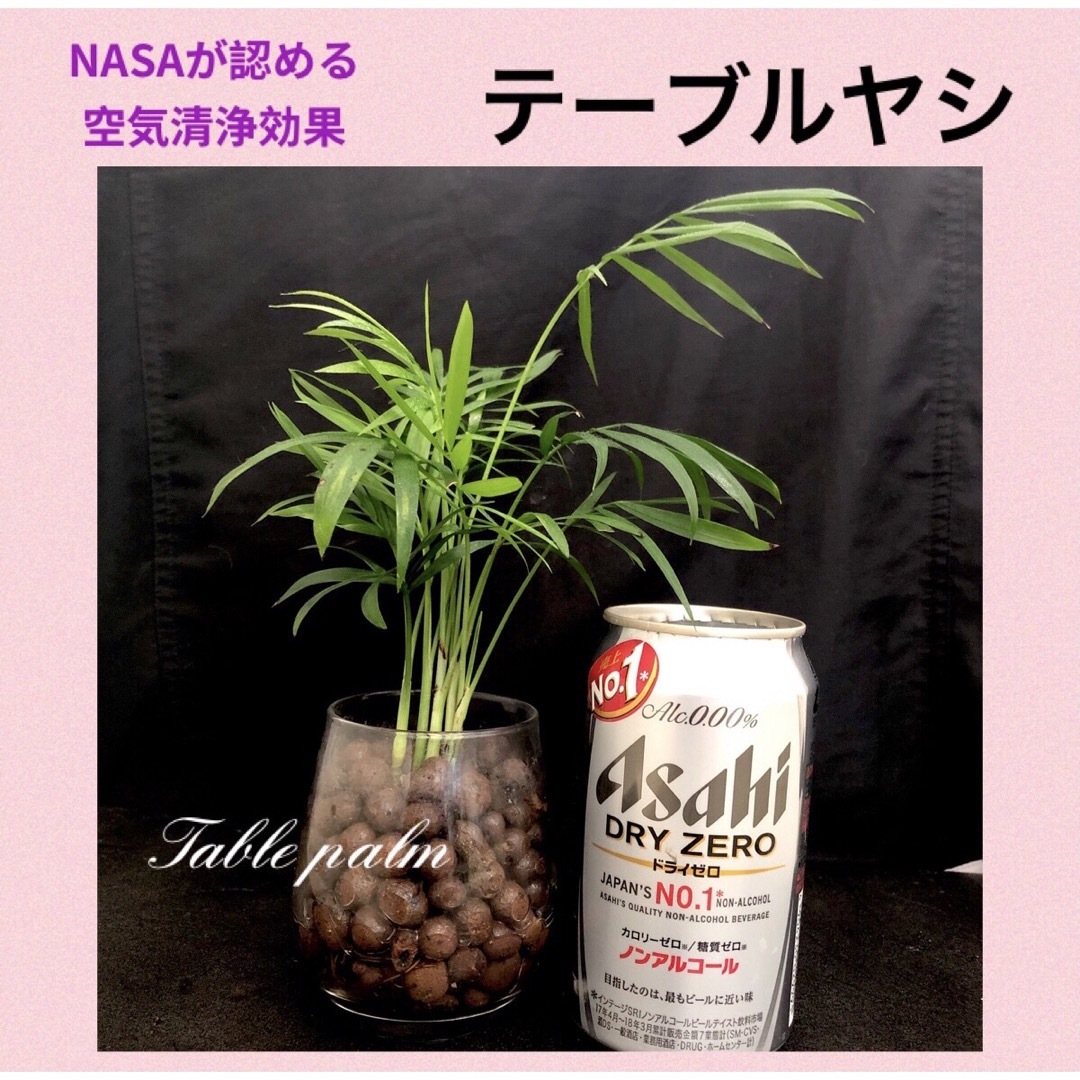 NASAが認める空気清浄効果⭐︎人気の観葉植物　テーブルヤシ　ハイドロカルチャー ハンドメイドのフラワー/ガーデン(その他)の商品写真