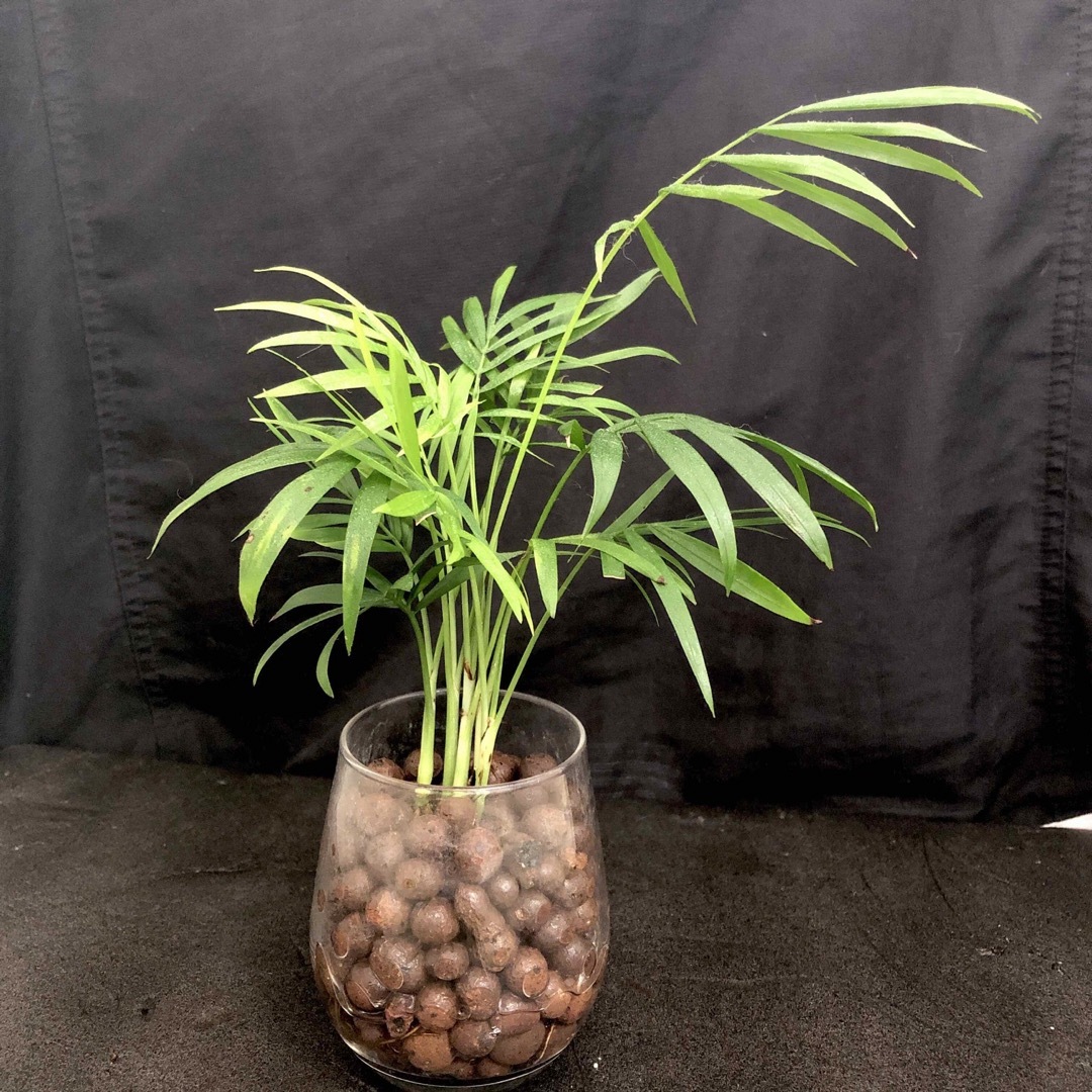 NASAが認める空気清浄効果⭐︎人気の観葉植物　テーブルヤシ　ハイドロカルチャー ハンドメイドのフラワー/ガーデン(その他)の商品写真
