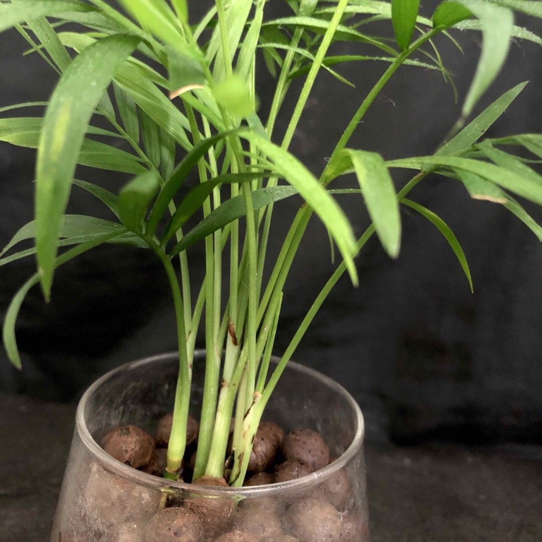 NASAが認める空気清浄効果⭐︎人気の観葉植物　テーブルヤシ　ハイドロカルチャー ハンドメイドのフラワー/ガーデン(その他)の商品写真