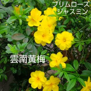 プリムローズジャスミン 雲南黄梅 抜き苗発送(その他)