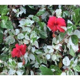 斑入り　ハイビスカス　挿し木　3本　沖縄。園芸。観葉。花卉。植物。(その他)