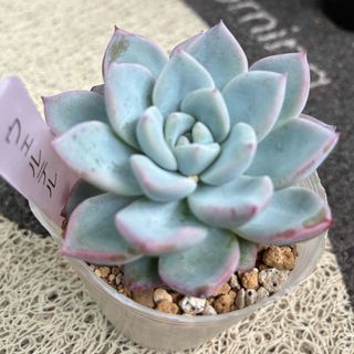 他人植物　ウェルテル　韓国苗(その他)