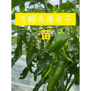 農薬不使用　万願寺とうがらし　抜き苗2苗(野菜)