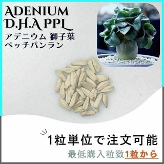 【種子】アデニウム 獅子葉 PPL /セット割あり 数量1粒から購入OK(その他)