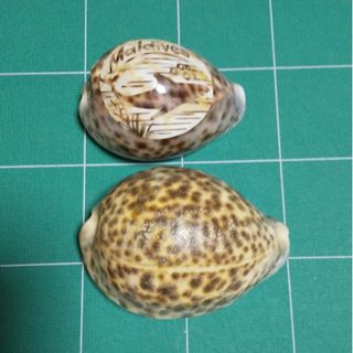 タカラ貝  2個セット(その他)