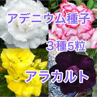 アデニウム 種子 3品種　各5粒 アラカルト(その他)