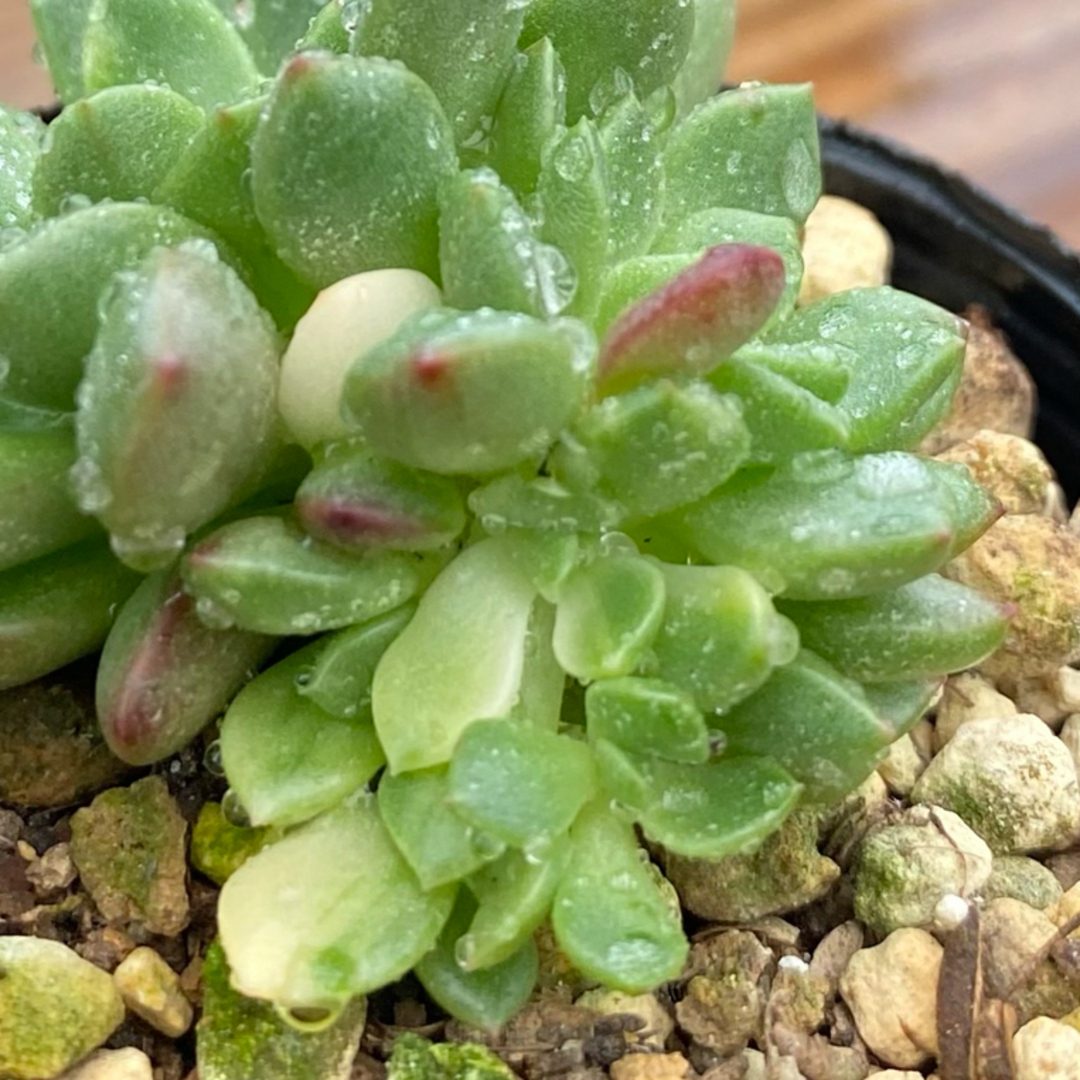 ピンクルルビー錦 ピンクルビー錦 多頭  多肉植物 セダム レア 人気 ✨✨✨ ハンドメイドのフラワー/ガーデン(その他)の商品写真