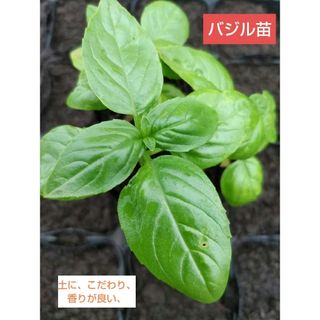 バジル苗、5本、香りが良い、包装、お箱代込み、(野菜)