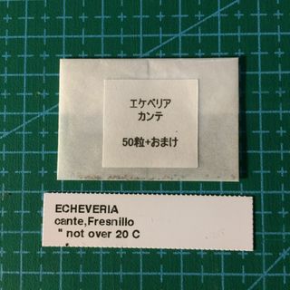 エケベリア カンテ 種子50粒 タネ 多肉植物 種(その他)