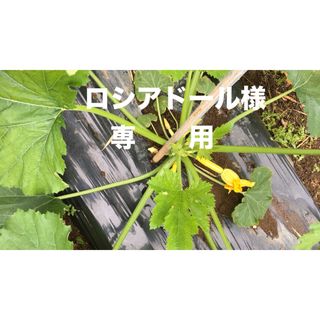 野菜詰め合わせ(野菜)