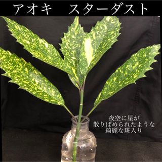 【Y】星屑を散りばめたような斑入り葉が美しい　アオキ　スターダスト(その他)