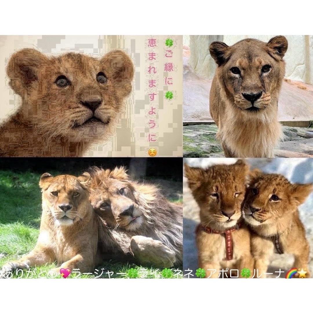 サンエックス(サンエックス)のリラックマ タオル コリラックマ エンタメ/ホビーのアニメグッズ(タオル)の商品写真