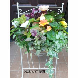 寄せ植え　フォーチュンベゴニア A　(スタンド付)　ハンギングバスケット(その他)