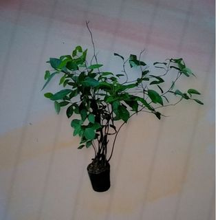 クロモジ 苗木(その他)