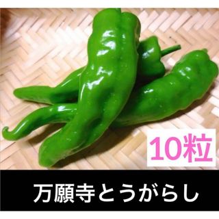 ムキムキ 甘い唐辛子 10粒 万願寺とうがらし ピーマン 京野菜(野菜)