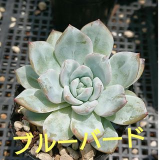 ☆多肉植物☆ブルーバード・エケベリア☆(その他)
