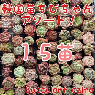 韓国苗 １５苗ちびちゃん詰め合わせ！多肉植物 MIX苗【多肉植物説明書】付き(その他)