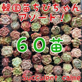 韓国苗 ６０苗ちびちゃん詰め合わせ！多肉植物 MIX苗【多肉植物説明書】付き(その他)