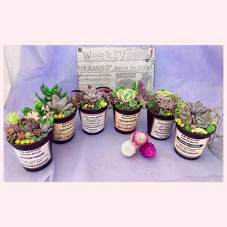 そのまま飾れます❤️ 多肉　寄せ植え　育て方メモつき❤️ 6つセット　(その他)