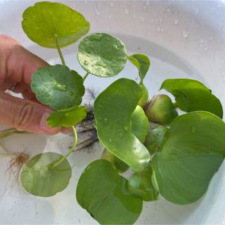 無農薬 ホテイ草 小 1株、ウォーターコイン5株セット(アクアリウム)