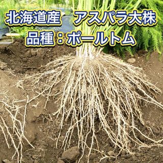 北海道産 アスパラガス 苗 株 ポールトム 1.5年培養苗／特別価格可(野菜)