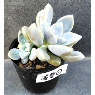 淡雪①　抜き苗　多肉植物(その他)