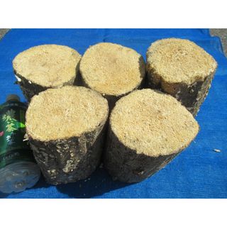 天然産卵木　５本　№８６６(虫類)