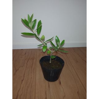 ★ オリーブの苗木 ★ ミッション★植物 ★(プランター)