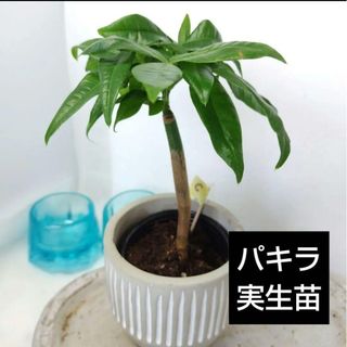 パキラ実生苗 抜き苗 観葉植物(その他)