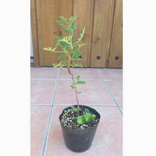 無農薬栽培❤️ローズゼラニウム１苗🌱抜き苗(その他)