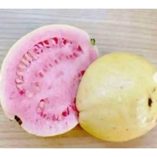 ピンクグァバ苗　抜き苗1株　小さいけど2年目(プランター)