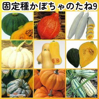 固定種カボチャ種9●東京南瓜打木赤皮甘栗飛騨南瓜白皮砂糖バターナッツきぬごし他(その他)