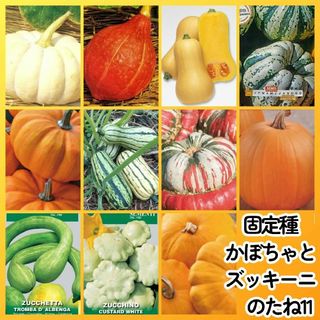 固定種カボチャ種11●見た目が楽しい食べられる南瓜とズッキーニのたねセット(その他)