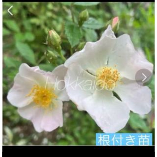 ノイバラ　秋に実が成ります。根付き苗　抜き苗　到着後水揚げを！(その他)