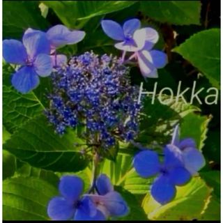 紫陽花　ガクアジサイ　紫　抜き苗　到着後水揚げお願いします(その他)