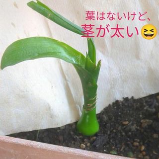 【葉が少なめ7㎝前後抜き苗】オーニソガラムコーダツム抜き苗　株回り7㎝前後(その他)