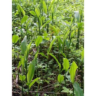 みょうが抜き苗　10本(野菜)
