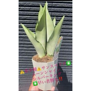 ⚠️希少種⚠️サンスベリア✳️ ムーンシャイン シルバーキング✳️早い者勝ち‼️(その他)