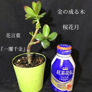 【A】赤く色付く縁取りが綺麗な金の成る木　桜花月　抜き苗『一攫千金』金運UP(その他)
