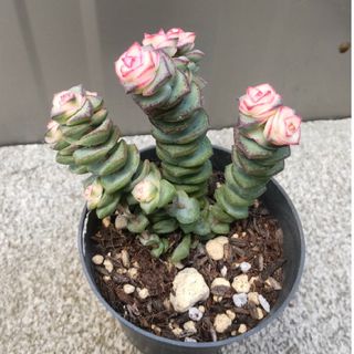 多肉植物     数珠星   銭串錦(その他)