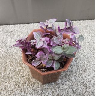 多肉植物       カリシアロザートA(その他)