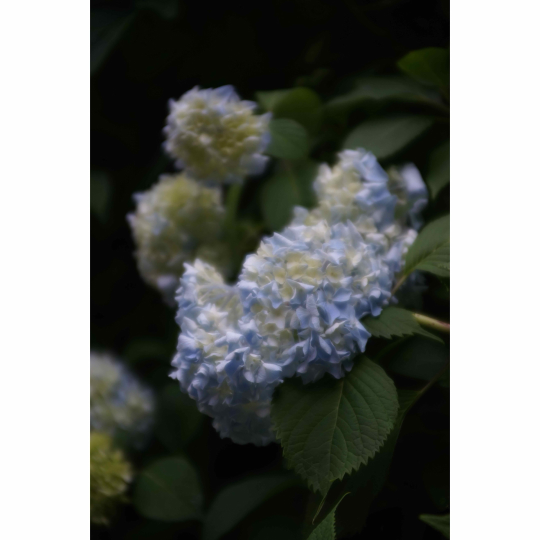 Kenko Tokina(ケンコートキナー)の作例付き　RMC TOKINA 28-85mm F4 OM 管mpr スマホ/家電/カメラのカメラ(レンズ(ズーム))の商品写真