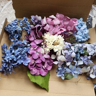 紫陽花トライフラワーセット　　23cm x 16