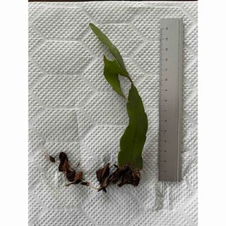 リプサリス　ラムローサ⭐︎お値下げしました(その他)