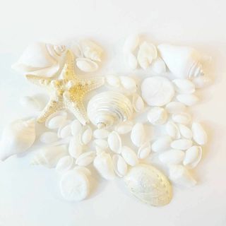 【ブルーバイユー】貝殻セット 天然素材 白【150g】ウエディング(その他)